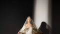 Stride FashionWear forward-facing bridal veil hero